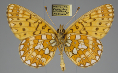 Boloria eunomia