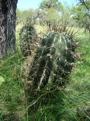 Echinopsis rhodotricha