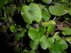 Viola odorata