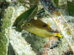 Canthigaster rostrata