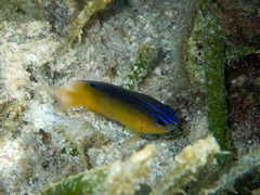 Stegastes leucostictus