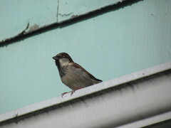 Passer domesticus