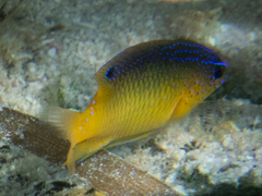 Stegastes leucostictus