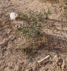 Acacia salicina