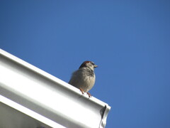 Passer domesticus