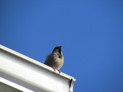 Passer domesticus