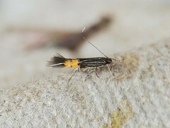 Cosmopterix dapifera