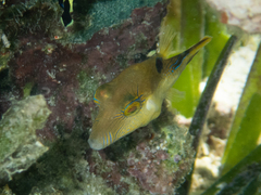Canthigaster rostrata