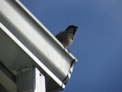 Passer domesticus