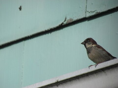 Passer domesticus