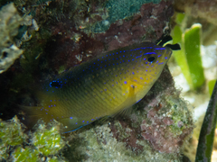 Stegastes leucostictus