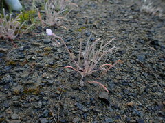 Claytonia exigua
