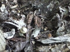 Psilocybe caerulipes