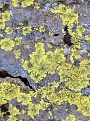 Candelaria concolor