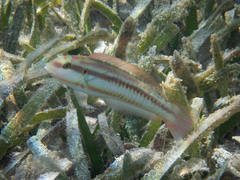 Slippery Dick photo 2