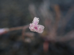Claytonia exigua