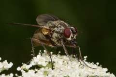 Phaonia angelicae