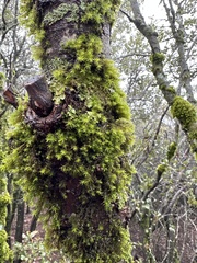 Syntrichia ruralis