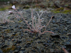 Claytonia exigua