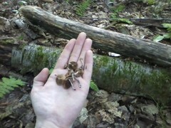 Psilocybe caerulipes