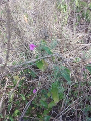 Ruellia inundata