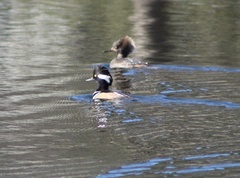 Lophodytes cucullatus