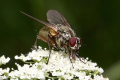 Phaonia angelicae