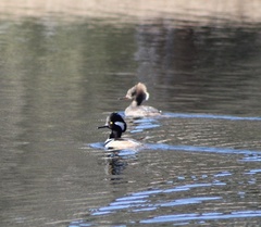 Lophodytes cucullatus