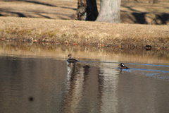 Lophodytes cucullatus