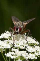 Phaonia angelicae