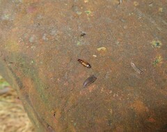 Paradromius linearis