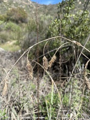 Carex spissa