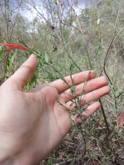 Dicliptera sexangularis