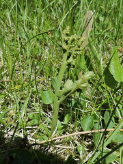 Botrychium michiganense