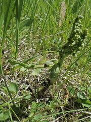 Botrychium michiganense