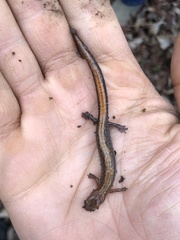 Plethodon ventralis