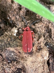Dictyoptera simplicipes