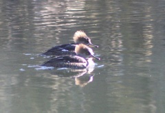 Lophodytes cucullatus