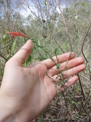 Dicliptera sexangularis