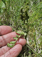Botrychium michiganense