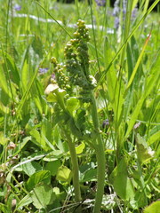 Botrychium michiganense