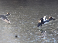 Lophodytes cucullatus