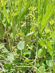 Botrychium michiganense