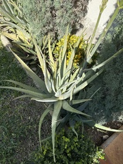 Aloe vera
