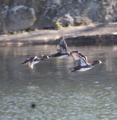 Lophodytes cucullatus