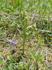 Botrychium michiganense