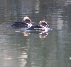 Lophodytes cucullatus