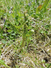 Botrychium michiganense