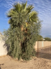 Acacia salicina