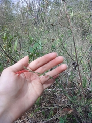 Dicliptera sexangularis